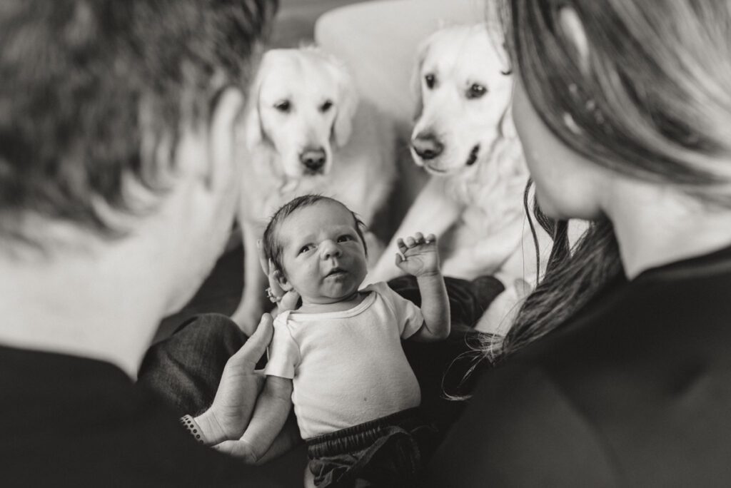 two parents hold their newborn baby in front of them while their two dogs look at the baby